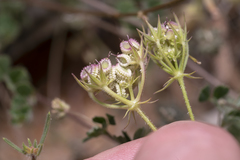 Tordylium aegaeum