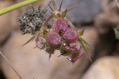 Tordylium aegaeum