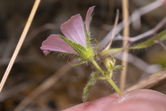 Malva cretica