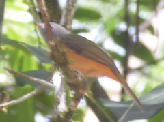 Mionectes rufiventris