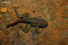 Lithobates forreri