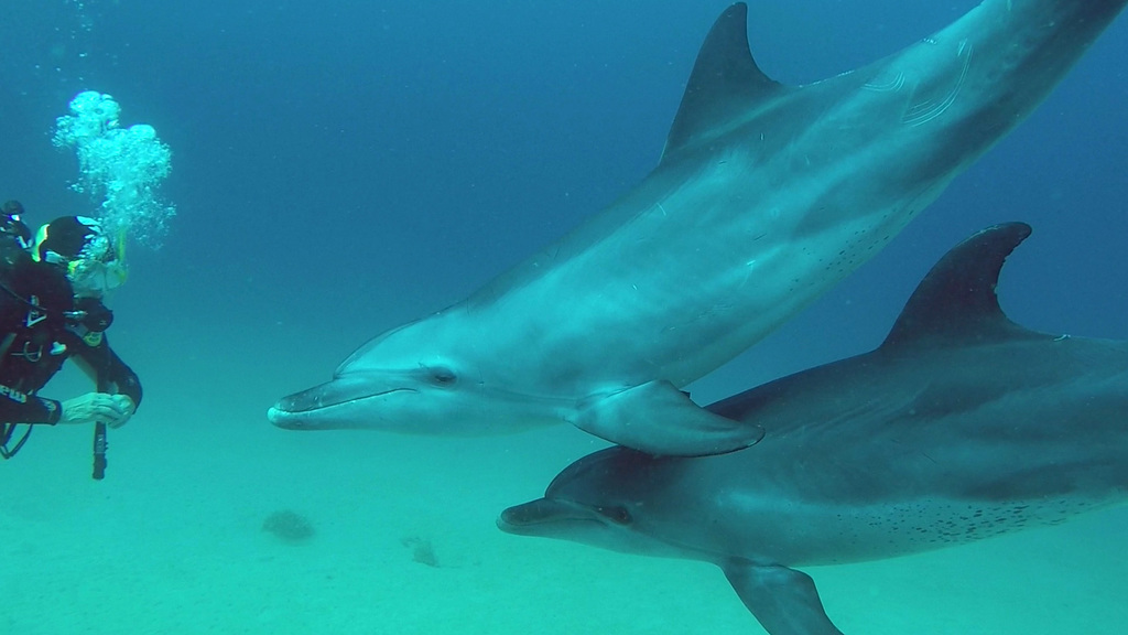 Indo-Pacific bottlenose dolphins swimming in clear Red Sea water