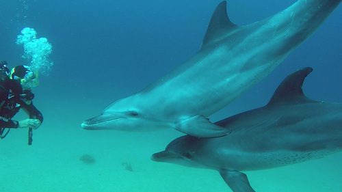 Photo of Indo-Pacific Bottlenose Dolphin (Tursiops aduncus)