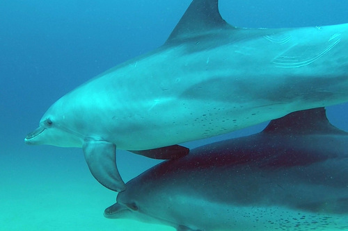 Photo of Indo-Pacific Bottlenose Dolphin (Tursiops aduncus)