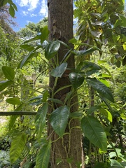 Syngonium auritum