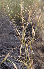 Ehrharta thunbergii
