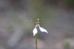 Eriochilus collinus collinus