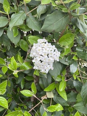 Viburnum carlesii