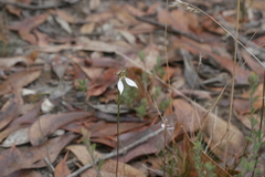 Eriochilus collinus collinus