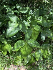Syngonium auritum