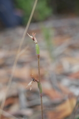 Eriochilus collinus collinus