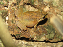 Pristimantis relictus