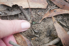 Eriochilus collinus collinus