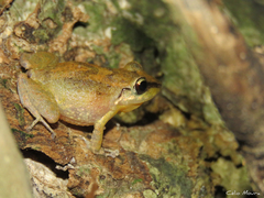Pristimantis relictus
