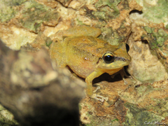 Pristimantis relictus