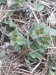 Urtica dioica