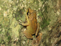 Pristimantis relictus