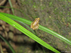 Pristimantis relictus