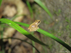 Pristimantis relictus