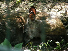 Moschus moschiferus