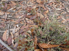 Eriochilus collinus collinus