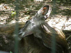 Moschus moschiferus