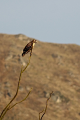 Geranoaetus polyosoma