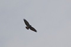 Geranoaetus polyosoma