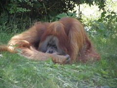 Pongo