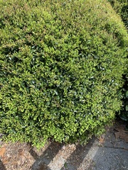Buxus microphylla