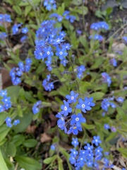 Myosotis decumbens
