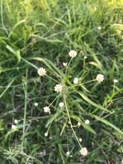 Pfaffia glomerata
