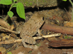 Leptodactylus vastus