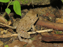 Leptodactylus vastus