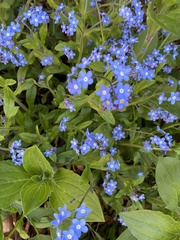 Myosotis decumbens