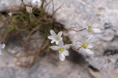 Gagea graeca