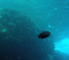 Chromis verater