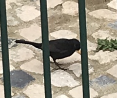 Turdus merula
