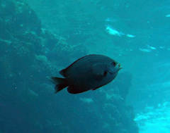 Chromis verater