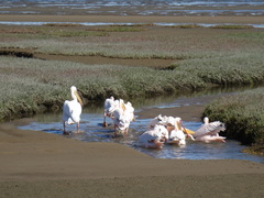Pelecanus onocrotalus