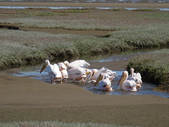 Pelecanus onocrotalus