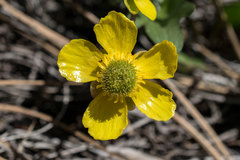 Ranunculus glaberrimus ellipticus