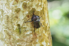 Trypoxylus dichotomus tsunobosonis