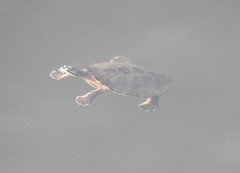 Phrynops williamsi