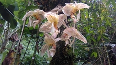 Stanhopea oculata