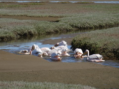 Pelecanus onocrotalus