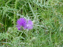 Galactites tomentosus