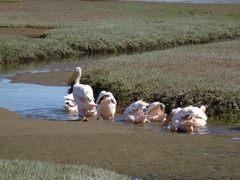 Pelecanus onocrotalus
