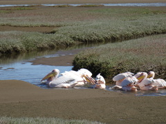 Pelecanus onocrotalus