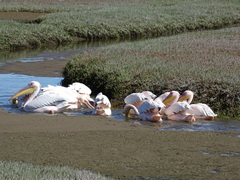 Pelecanus onocrotalus